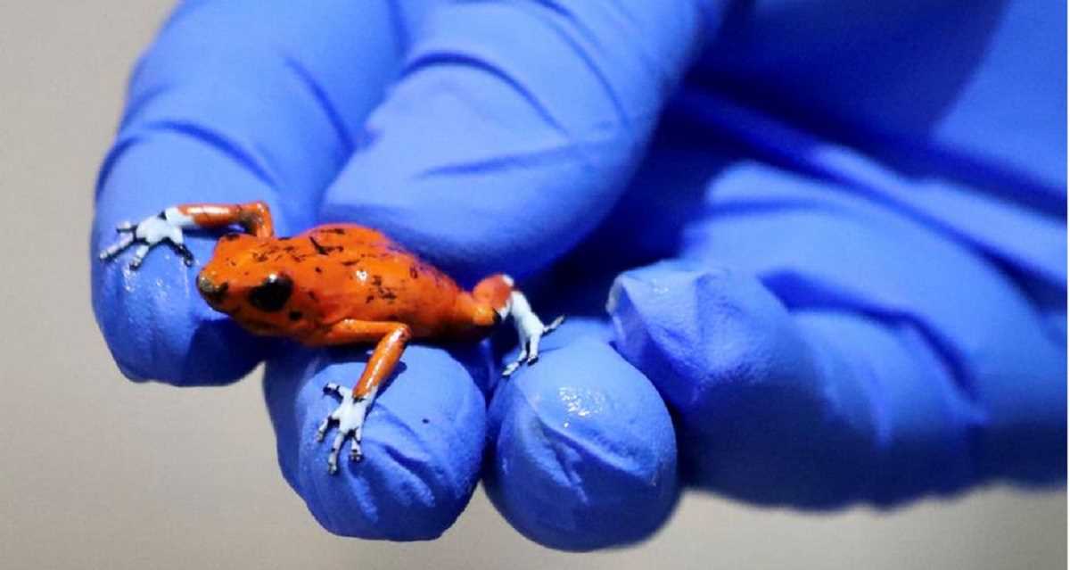 तस्करी रोकने के लिए जानवरों का वैध व्यापार